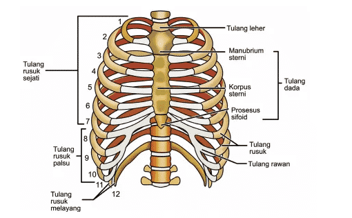 Detail Gambar Tulang Dada Nomer 5