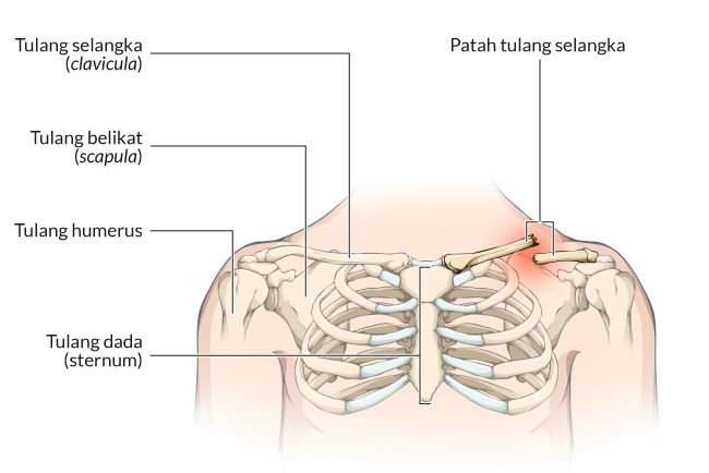 Detail Gambar Tulang Dada Nomer 50