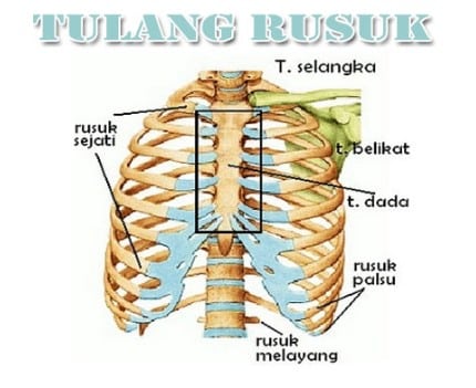 Detail Gambar Tulang Dada Dan Rusuk Nomer 13