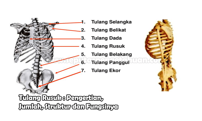 Detail Gambar Tulang Dada Dan Rusuk Nomer 19