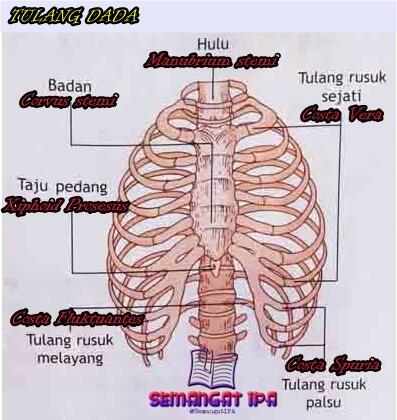 Detail Gambar Tulang Dada Dan Rusuk Nomer 27