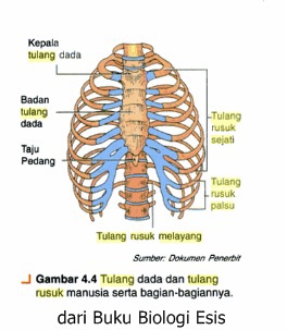 Detail Gambar Tulang Dada Dan Rusuk Nomer 37