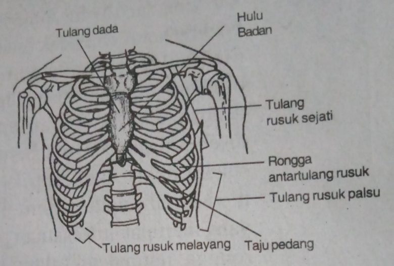 Detail Gambar Tulang Dada Dan Rusuk Nomer 41