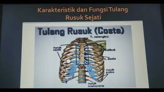 Detail Gambar Tulang Dada Dan Rusuk Nomer 45