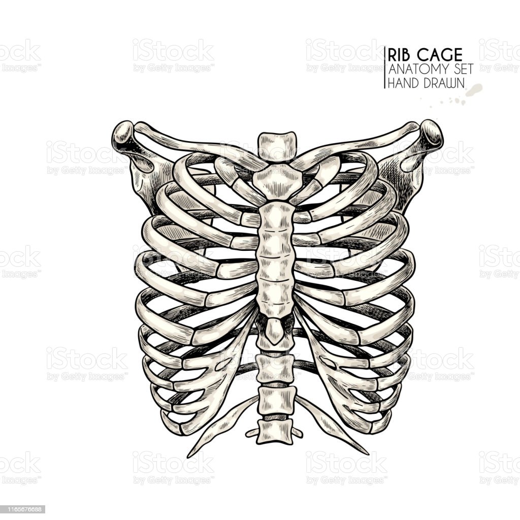 Detail Gambar Tulang Dada Dan Rusuk Nomer 46