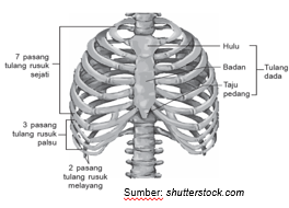 Detail Gambar Tulang Dada Dan Rusuk Nomer 52