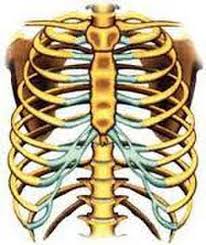 Detail Gambar Tulang Dada Dan Tulang Rusuk Nomer 12