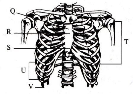 Detail Gambar Tulang Dada Dan Tulang Rusuk Nomer 54