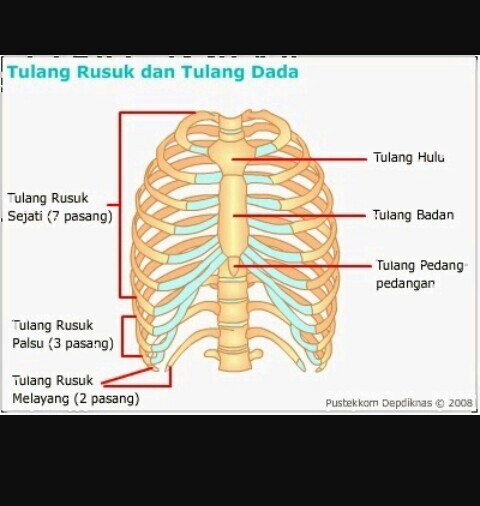 Detail Gambar Tulang Dada Dan Tulang Rusuk Nomer 9