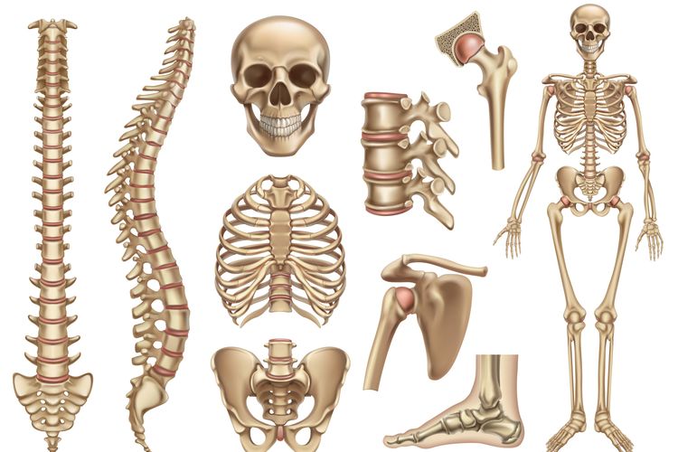 Detail Gambar Tulang Dan Keterangannya Nomer 15