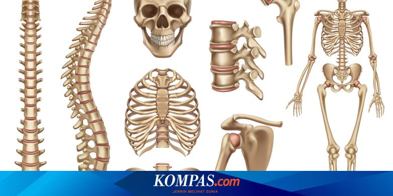 Detail Gambar Tulang Dan Keterangannya Nomer 17