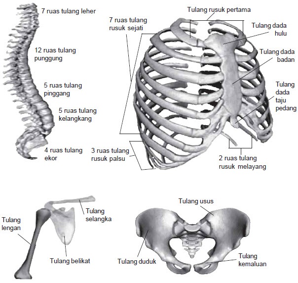 Detail Gambar Tulang Dan Keterangannya Nomer 54