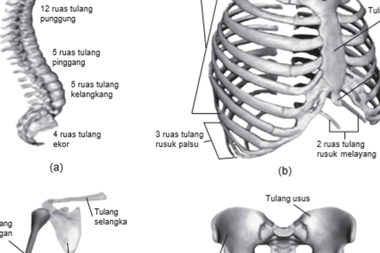 Detail Gambar Tulang Dan Keterangannya Nomer 56