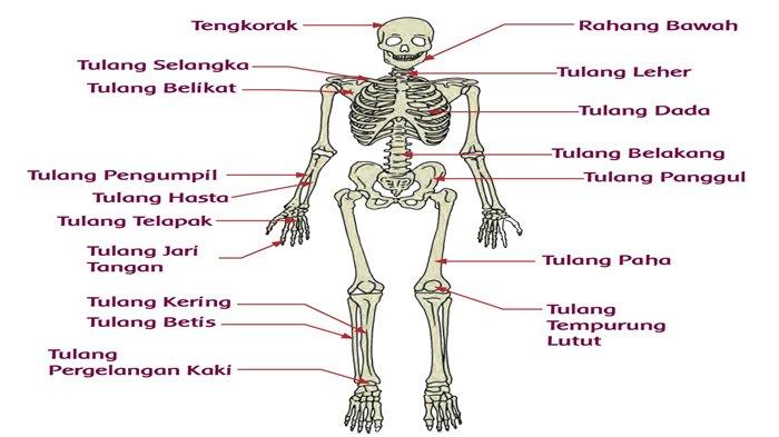 Detail Gambar Tulang Dan Keterangannya Nomer 8