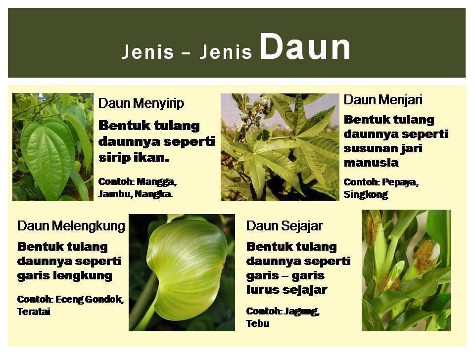 Detail Gambar Tulang Daun Melengkung Nomer 22