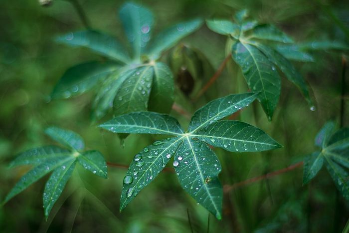 Detail Gambar Tulang Daun Melengkung Nomer 29