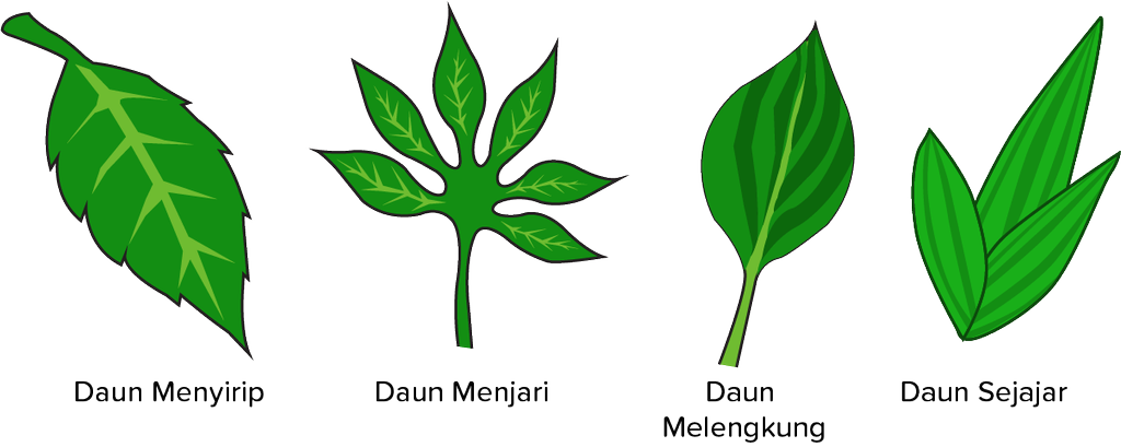 Detail Gambar Tulang Daun Melengkung Nomer 5