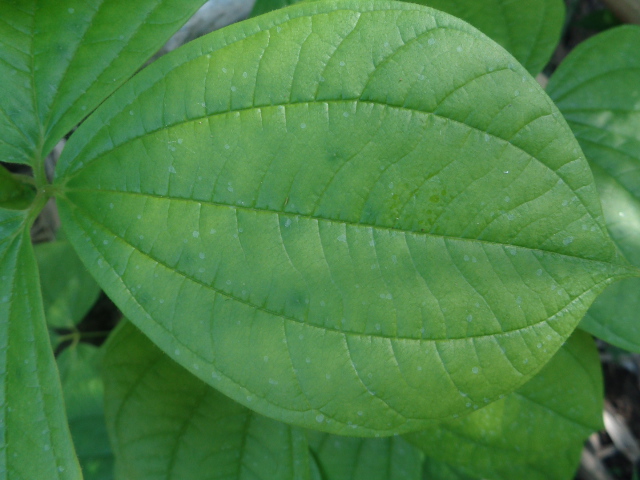 Detail Gambar Tulang Daun Melengkung Nomer 6