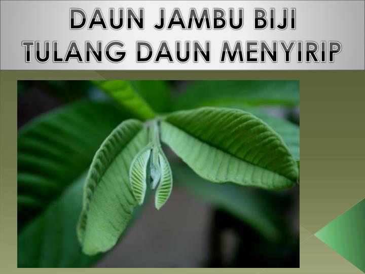 Detail Gambar Tulang Daun Melengkung Nomer 51