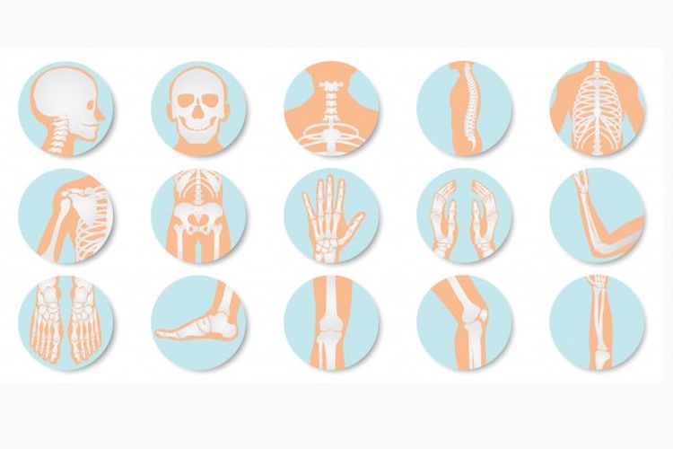Detail Gambar Tulang Diartrosis Nomer 12