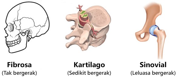 Detail Gambar Tulang Diartrosis Nomer 13