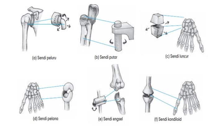 Detail Gambar Tulang Diartrosis Nomer 16