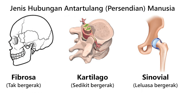 Detail Gambar Tulang Diartrosis Nomer 21