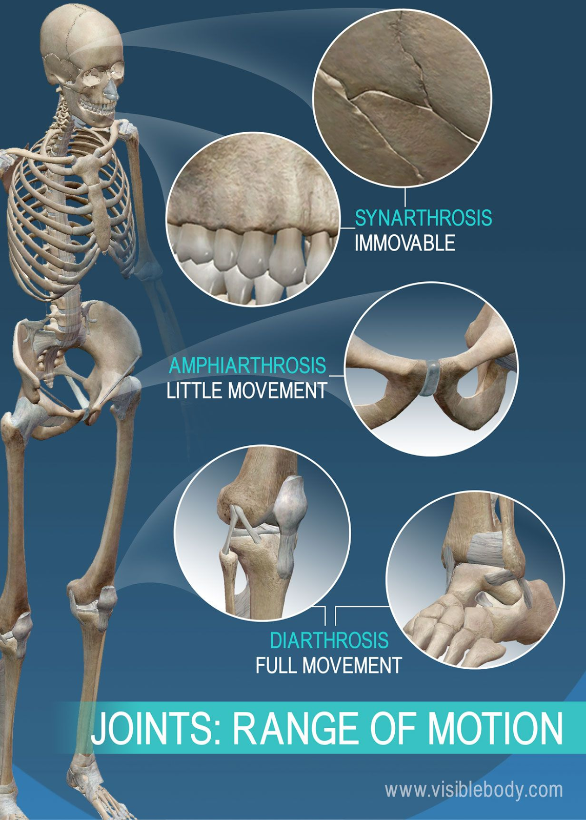 Detail Gambar Tulang Diartrosis Nomer 43