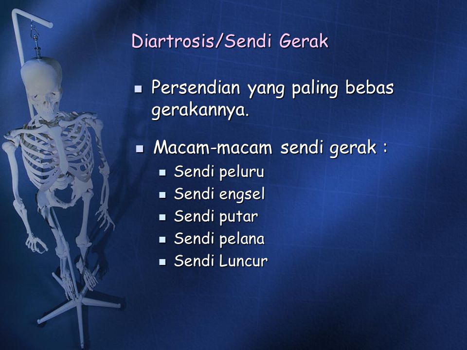 Detail Gambar Tulang Diartrosis Nomer 52