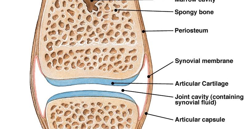 Detail Gambar Tulang Diartrosis Nomer 10