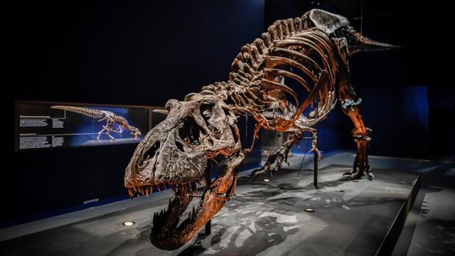 Gambar Tulang Dinosaurus - KibrisPDR