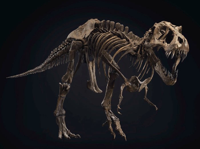 Detail Gambar Tulang Dinosaurus Nomer 17