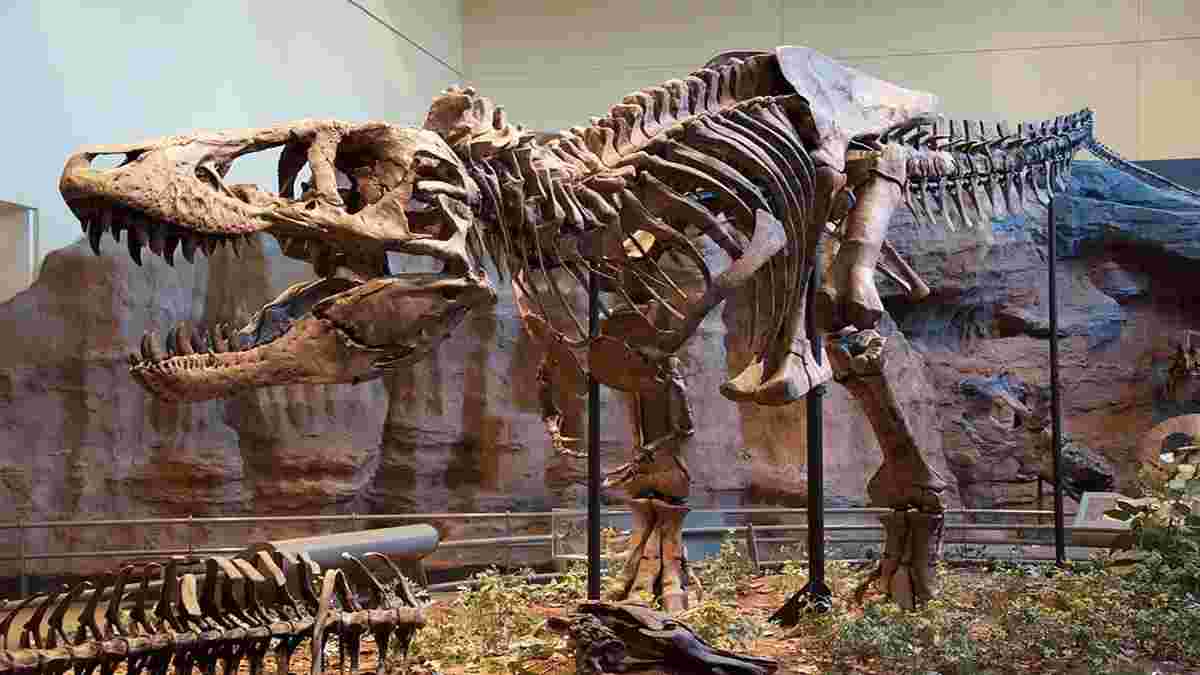 Detail Gambar Tulang Dinosaurus Nomer 45