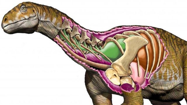 Detail Gambar Tulang Dinosaurus Nomer 56