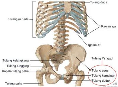 Detail Gambar Tulang Duduk Nomer 15