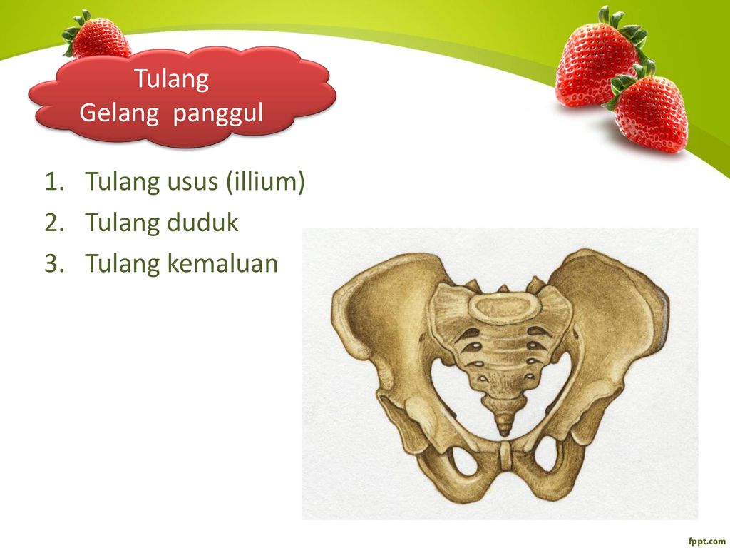 Detail Gambar Tulang Duduk Nomer 21