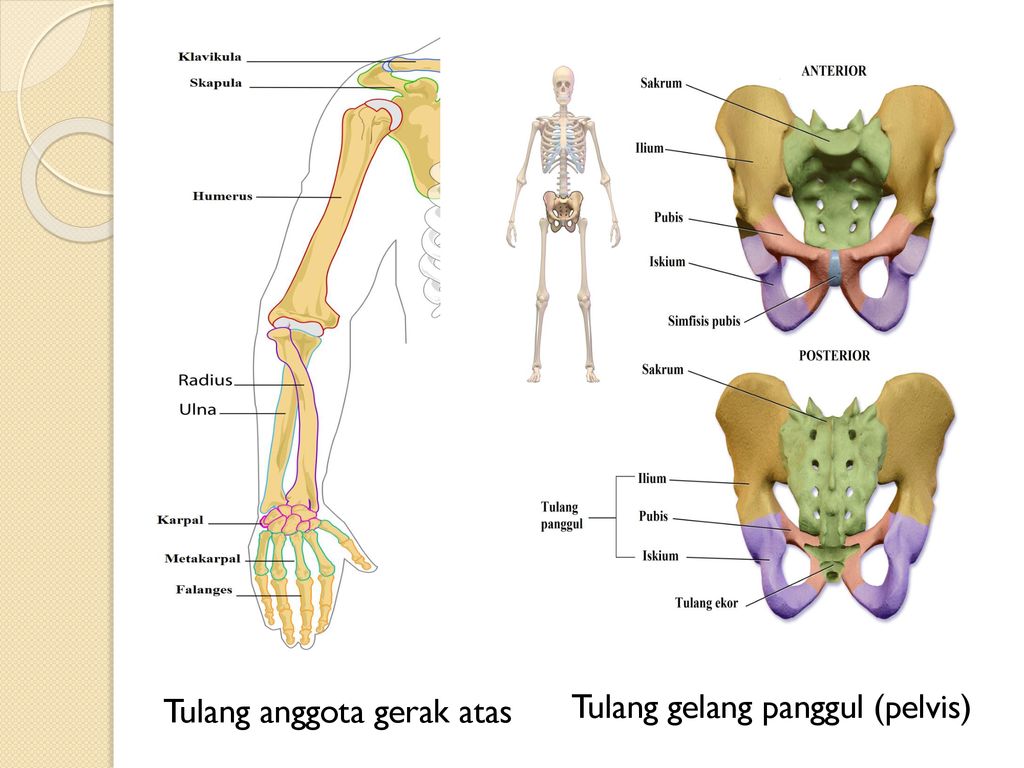Detail Gambar Tulang Gelang Bahu Nomer 46