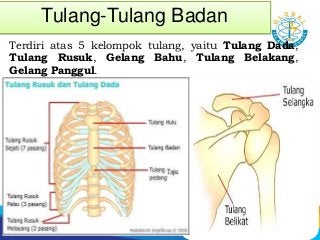 Detail Gambar Tulang Gelang Bahu Nomer 49