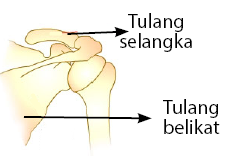 Detail Gambar Tulang Gelang Bahu Nomer 7