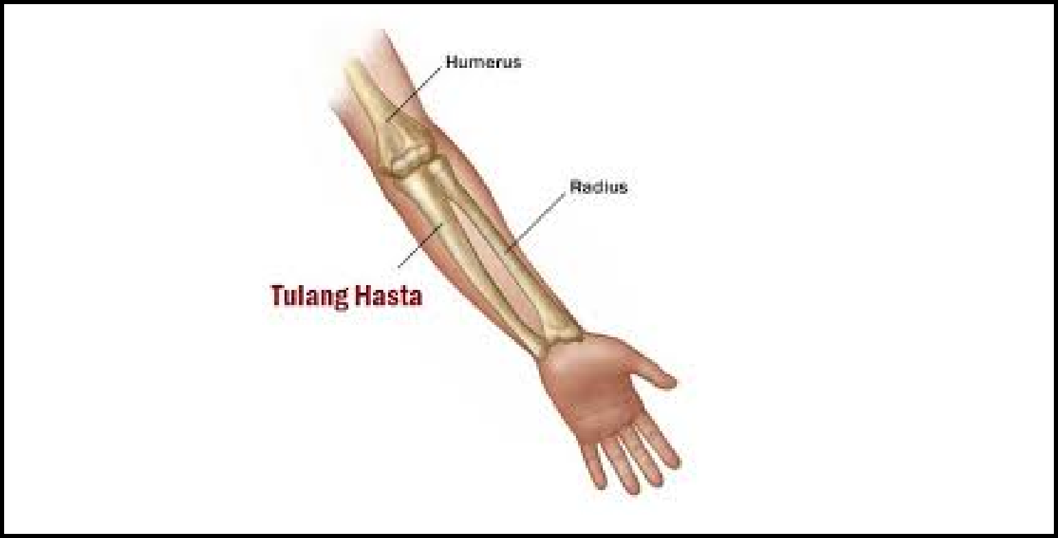 Gambar Tulang Hasta - KibrisPDR