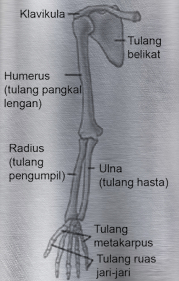Detail Gambar Tulang Hasta Nomer 17