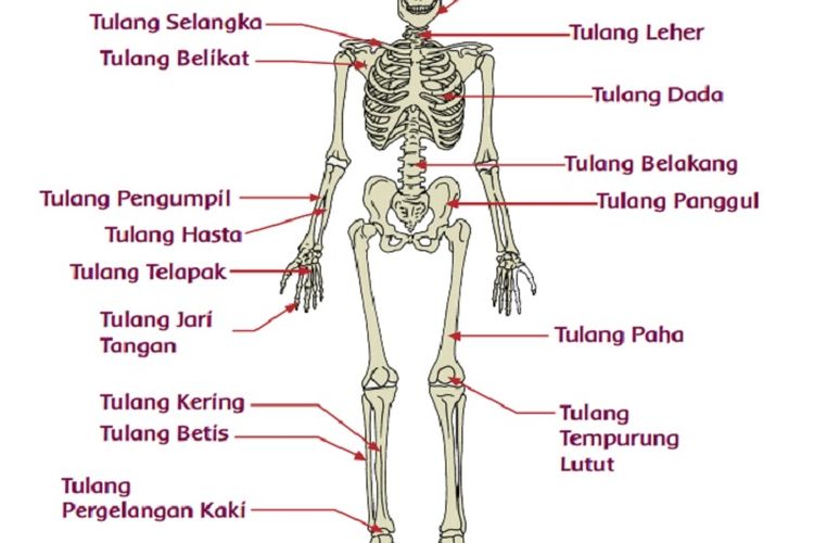 Detail Gambar Tulang Hasta Nomer 23