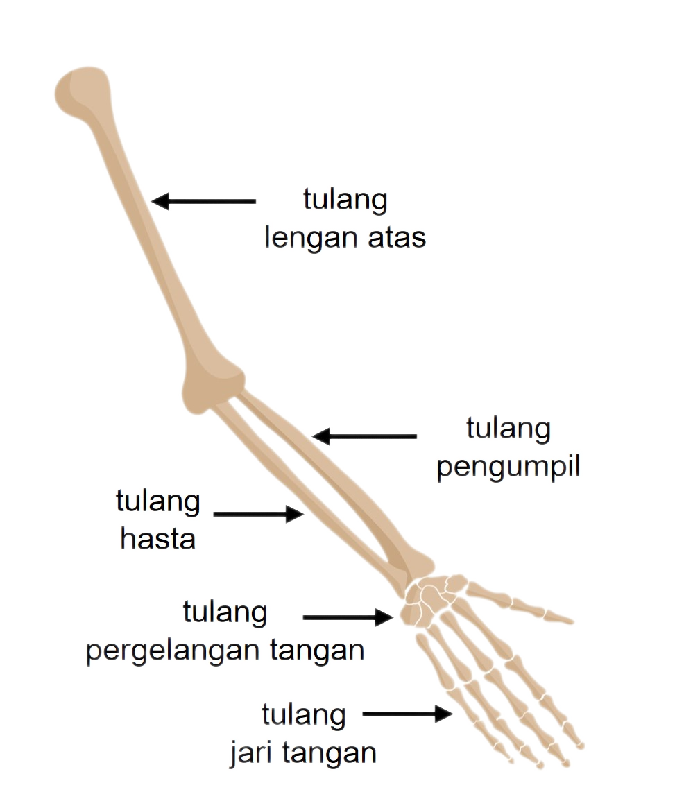 Detail Gambar Tulang Hasta Nomer 37