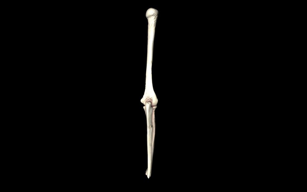 Detail Gambar Tulang Hasta Nomer 39