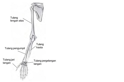 Detail Gambar Tulang Hasta Nomer 40