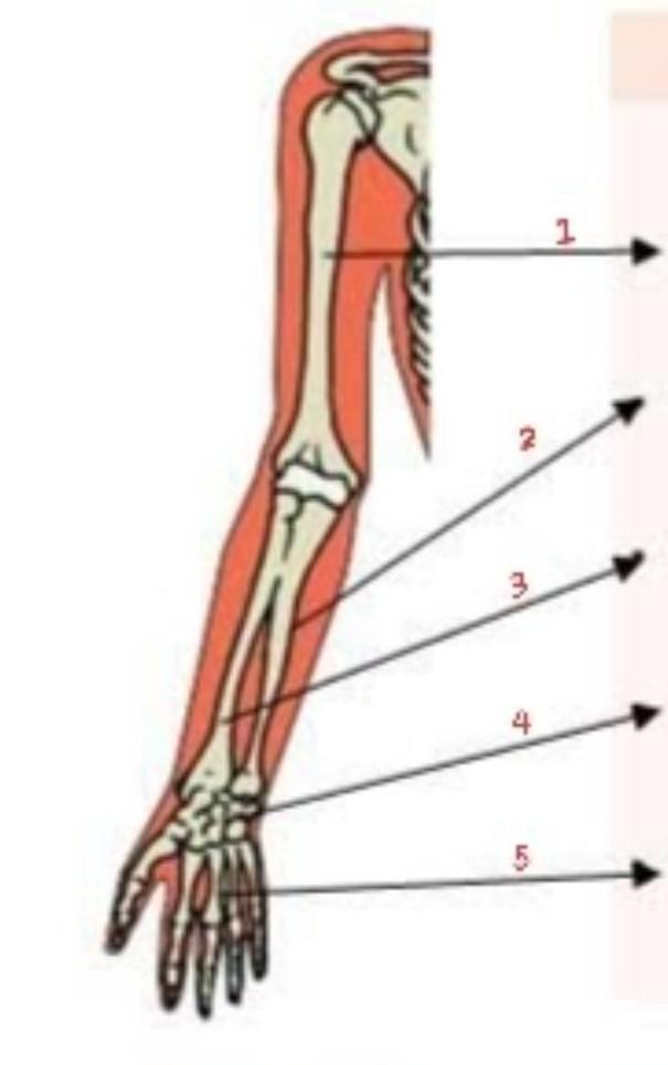 Detail Gambar Tulang Hasta Nomer 48