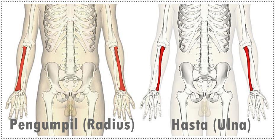 Detail Gambar Tulang Hasta Nomer 50