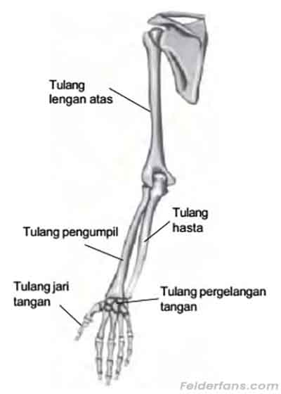 Detail Gambar Tulang Hasta Nomer 7
