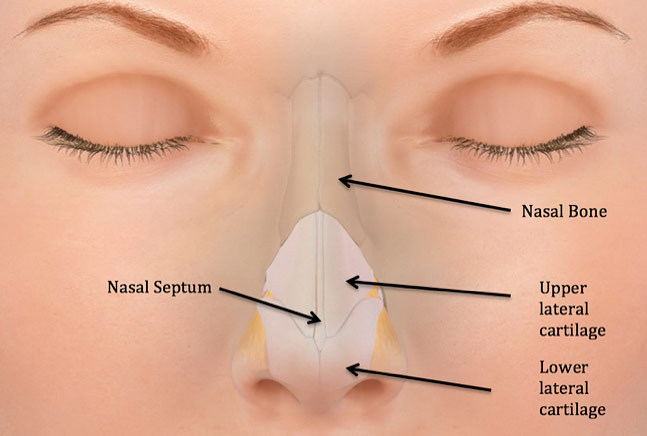 Detail Gambar Tulang Hidung Nomer 2