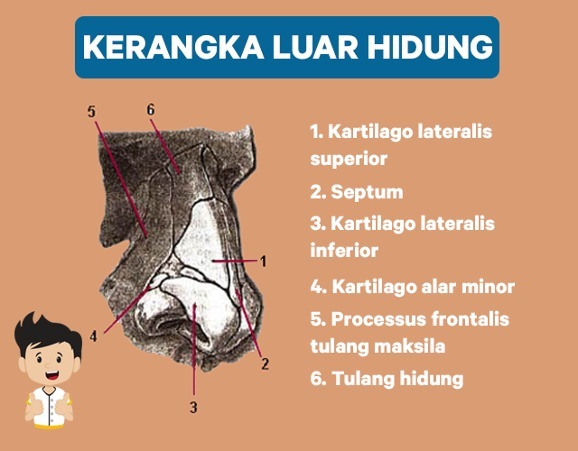 Detail Gambar Tulang Hidung Nomer 14